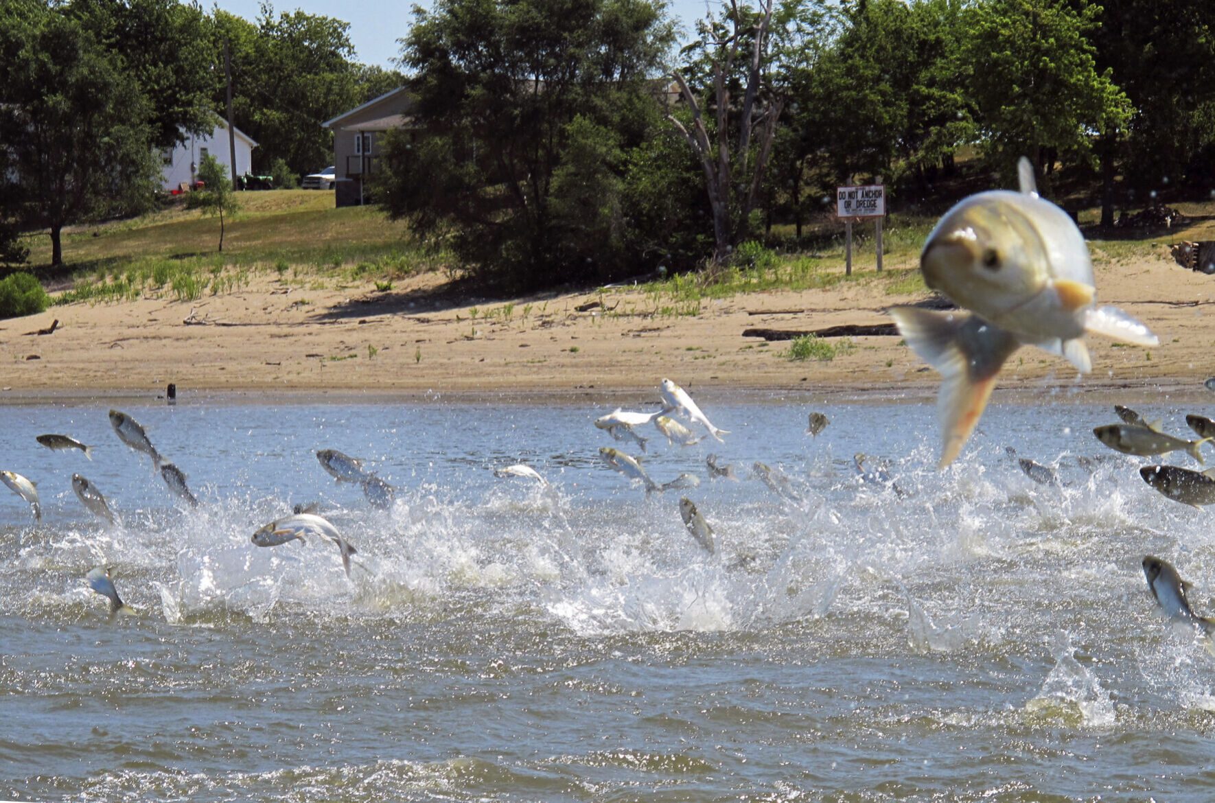 Quest For Carp Name